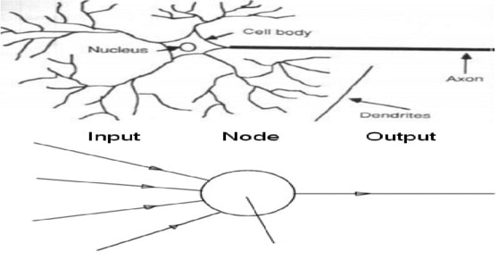 Neurons Vs Node